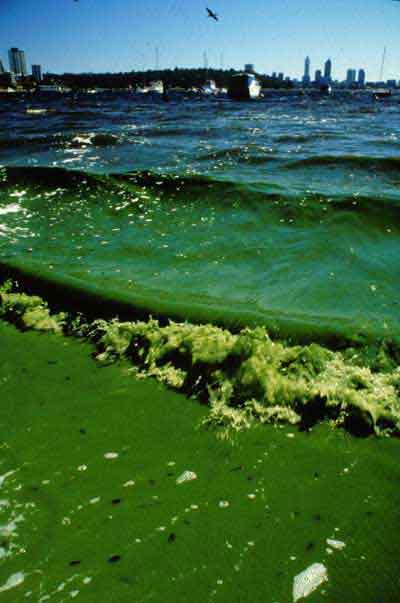 Photo of Microcystis bloom in Matilda Bay, Swan-Canning Estuary during February 2000